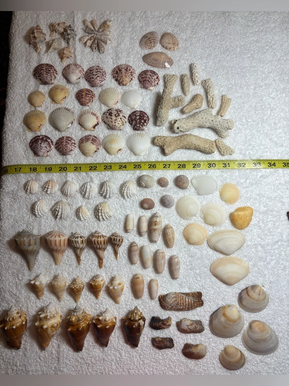 110 Mix Sanibel Island Assorted Seashell Collection!   Great for crafting!!